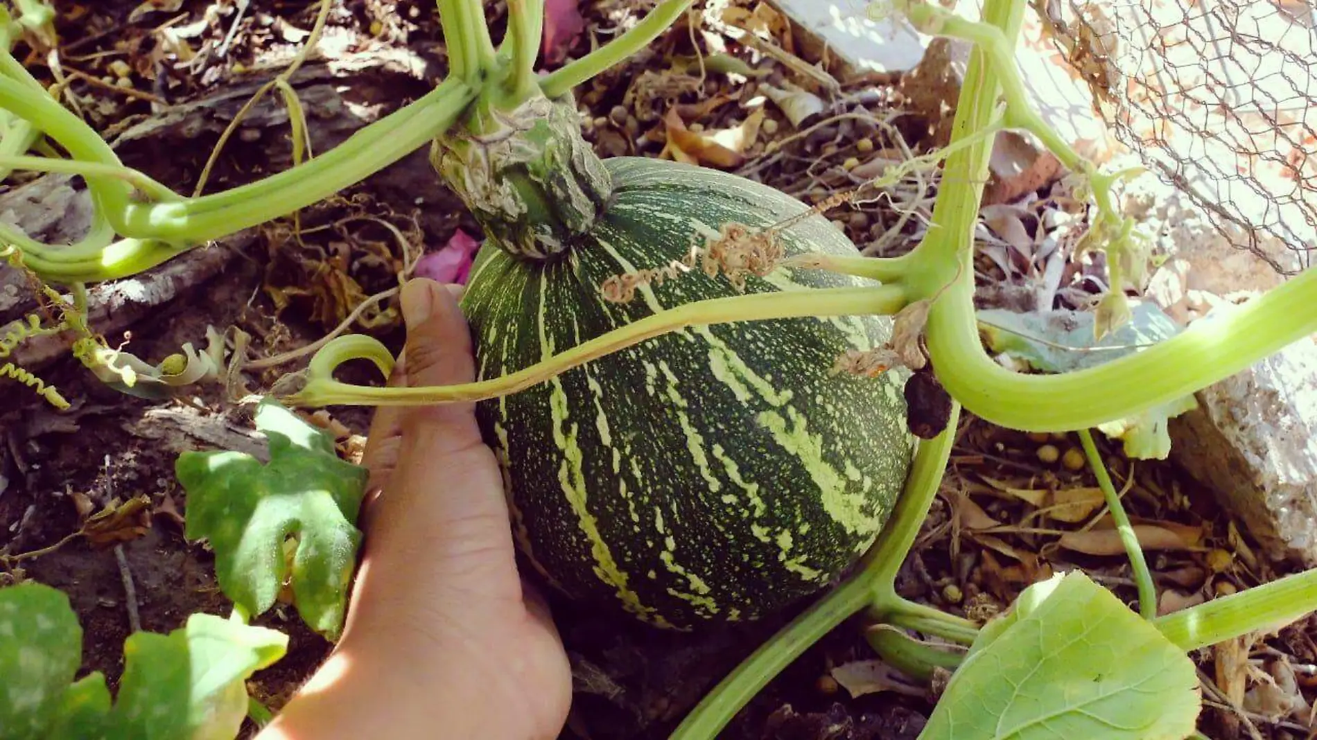 huerto del desierto calabaza